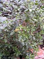 Catha Edulis (fam. Celastracees) (Afr. de l'est, Peninsule arabique) (3) (Photo F. Mrugala)